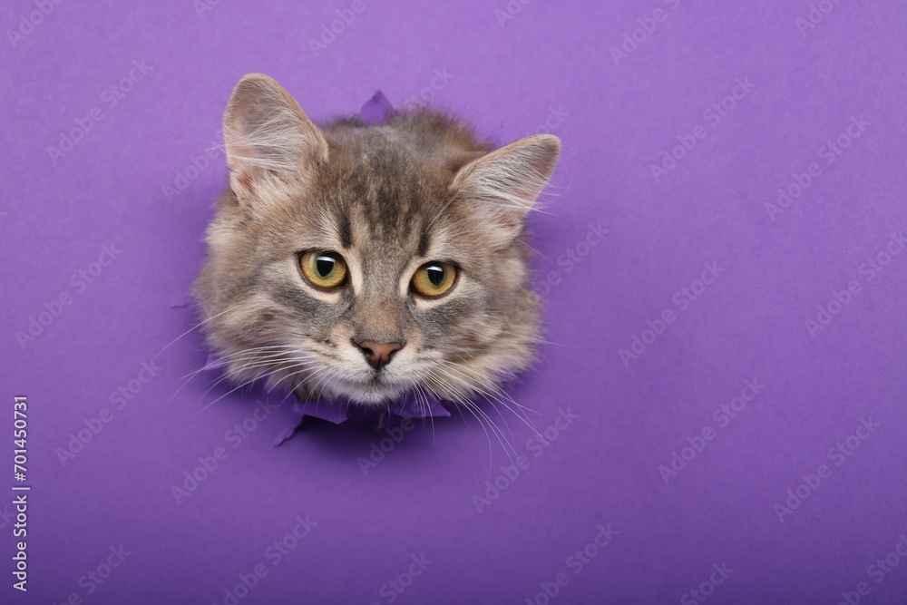 Cute cat looking through hole in purple paper. Space for text