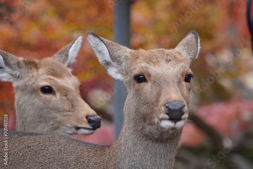 Fototapeta Naklejka Na Ścianę i Meble -  oswojone jelenie pośród jesiennych liści