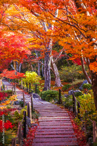 Autumn foliage in Kyoto, Japan