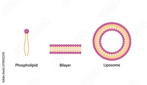 Liposome and bilayer structure. Phospholipid with hydrophilic head and hydrophobic tails. Drug encapsulation. Vector illustration.
 photo