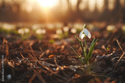 The first snowdrop blooms on the field among the last traces of snow at the golden hour. Generative AI photo
