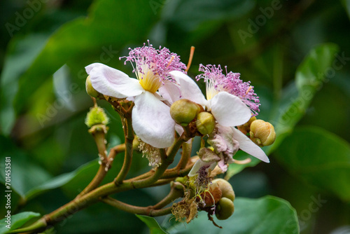 Flor do urucuzeiro, árvore cujo fruto é o urucum, de onde se extrai o colorau. Flor. Condimento. photo