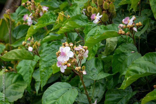 Flor do urucuzeiro, árvore cujo fruto é o urucum, de onde se extrai o colorau. Flor. Condimento. photo