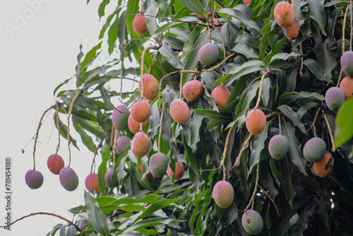 Pé de manga com frutos. Mangueira.	
