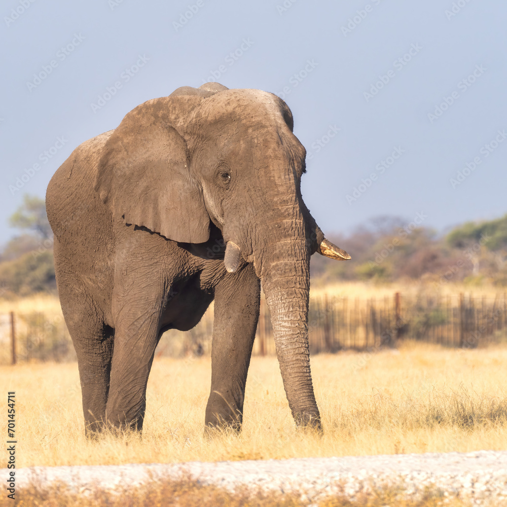 Obraz premium Etosha National Park, Namibia - August 18, 2022: African bush elephant marching confidently across the plains, its imposing presence and natural beauty captured in the warm light of its habitat