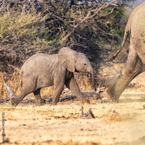 Etosha National Park, Namibia - August 18, 2022: African bush elephants walking through their natural habitat, with the focus on a calf following closely behind its family member