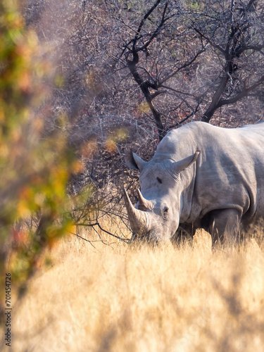 Etosha National Park  Namibia - August 18  2022  A white rhinoceros  captured in a tranquil moment  grazes in the brush of the savannah.