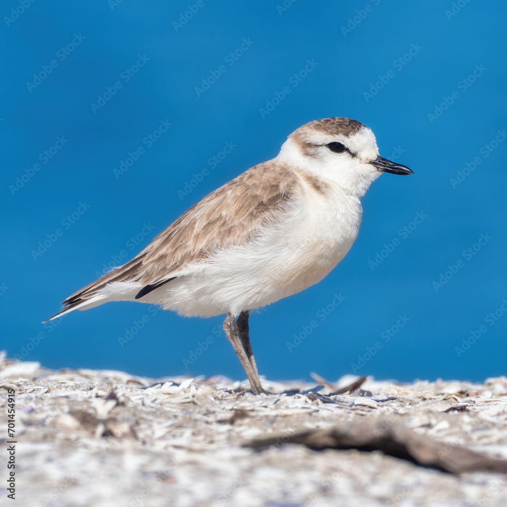 Walvis Bay, Namibia - August 20, 2022: A sanderling stands alone on a sandy beach, with a vivid blue sky background Walvis Bay, Namibia - August 20, 2022: A sanderling stands alone on a sandy beach, with a vivid blue sky background
