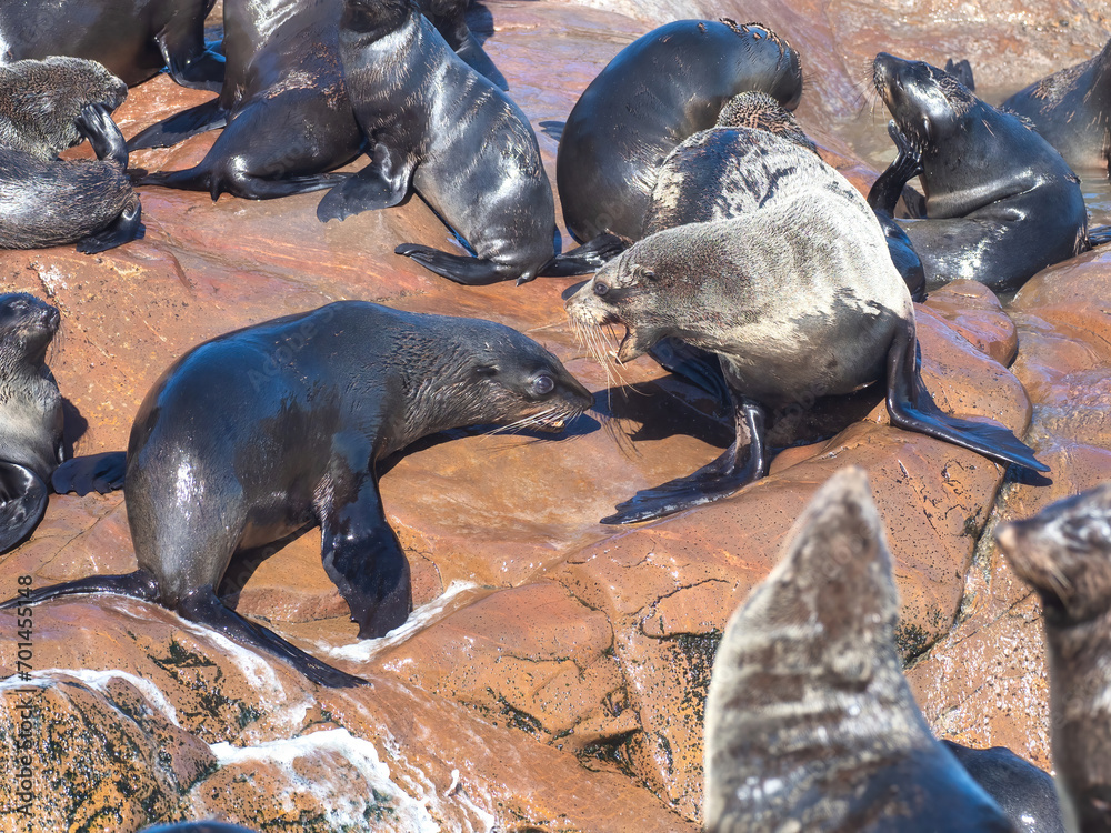 Fototapeta premium Cape Cross, Namibia - August 21, 2022: Two sea lions engage in a display of social behavior on a rock, surrounded by others in the colony
