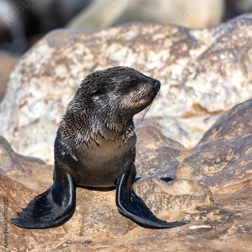 Cape Cross, Namibia - August 21, 2022: A young sea lion rests on rocks, its wet fur glistening in the sunlight as it looks away thoughtfully. photo