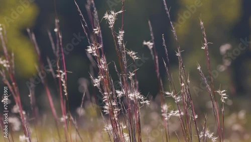 Bluestem prairie grasses (Schizachyrium scoparium) waving in the breeze