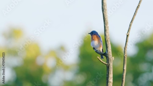 Bluebird (Sialia sialis) eats and preens at sunset, shot with beautiful depth of field