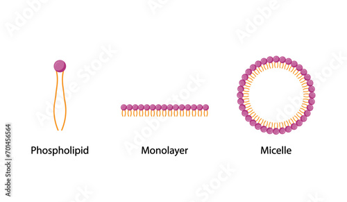 Micelle Structure, Soap Molecule, Micelle Formation. Phospholipid with hydrophilic head and hydrophobic tails. Drug encapsulation. Vector illustration. photo