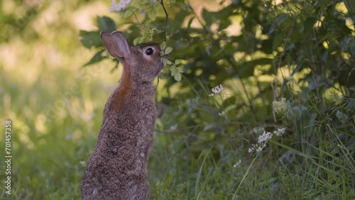 Eastern Cottontail rabbit (Sylvilagus floridanus) reaches leaves of high branch and eats photo