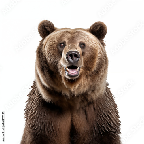 brown bear portrait © David