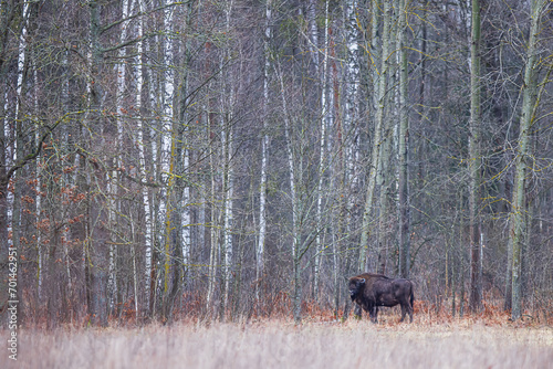 The European bison  Bison bonasus  or the European wood bison on the edge of the forest