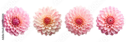 Set of dahlia top view isolated on a transparent background