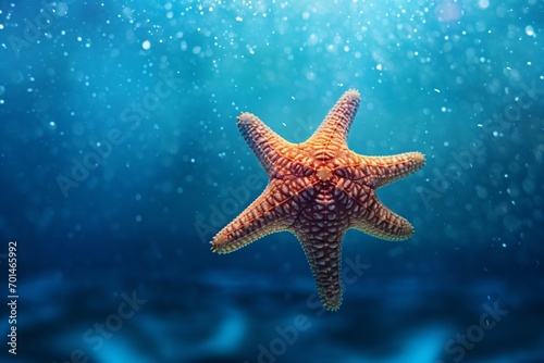 Starfish underwater closeup © Tarun