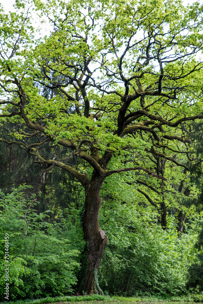 Old perennial oak tree in the park among spring greenery.