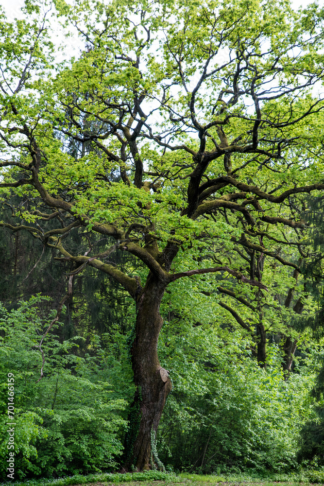 Old perennial oak tree in the park among spring greenery. Old perennial oak tree in the park among spring greenery.
