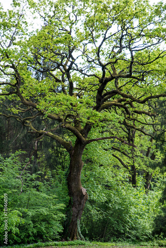 Old perennial oak tree in the park among spring greenery.