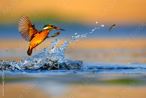 Kingfisher bird diving for fish. Colorful nature background. Bird: Kingfisher. Alcedo atthis. photo