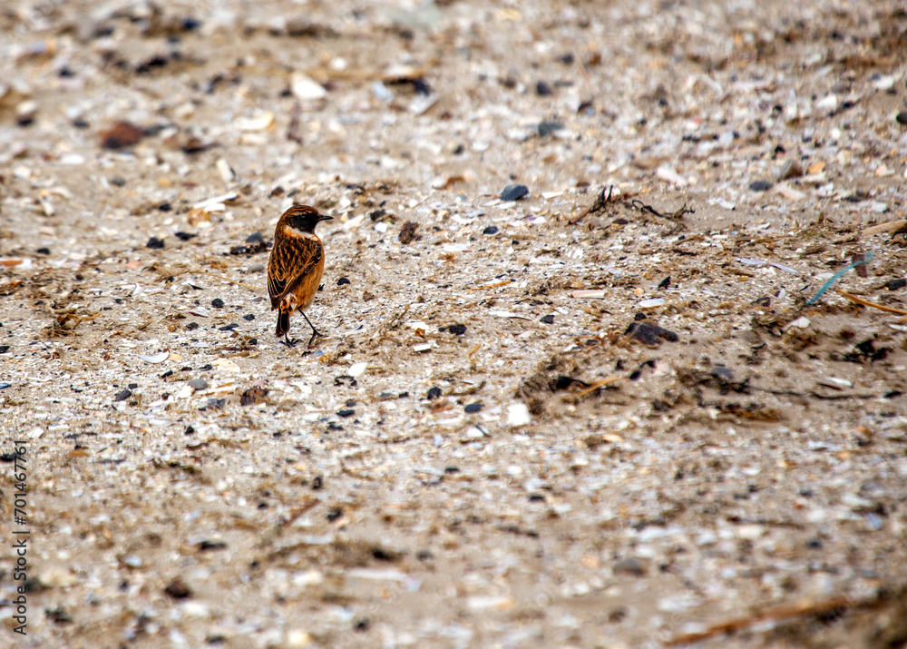 Stonechat (Saxicola rubicola) Outdoors Stonechat (Saxicola rubicola) Outdoors
