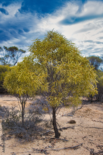 A distinctive cone shaped desert quandong (Santalum acuminatum), known for its edible fruits, in the bushland of Western Australia
 photo