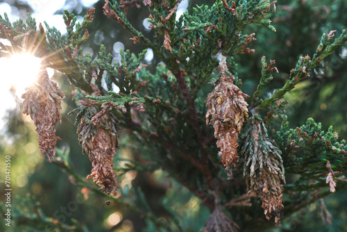 Bagworms pests attaching cocoons to evergreen tree too become bagworm moths photo