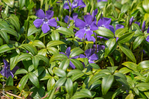 Vinca minor lesser periwinkle ornamental flowers in bloom  common periwinkle flowering plant  creeping flowers