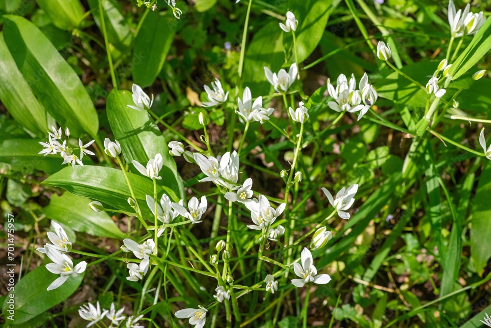 Garden star of bethlehem (ornithogalum umbellatum) flowers in bloom Garden star of bethlehem (ornithogalum umbellatum) flowers in bloom
