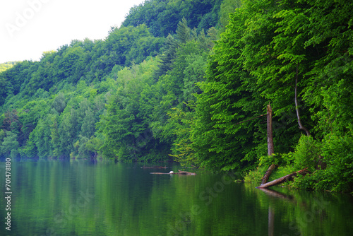 Alpine forest on the shore of Firiza lake in Maramures county  Romania  Europe