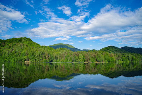 Alpine forest on the shore of Firiza lake in Maramures county, Romania, Europe 