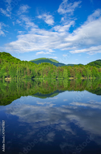 Alpine forest on the shore of Firiza lake in Maramures county, Romania, Europe