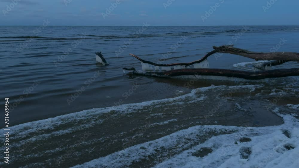 Storm's impact: Fallen tree by the winter sea Storm's impact: Fallen tree by the winter sea