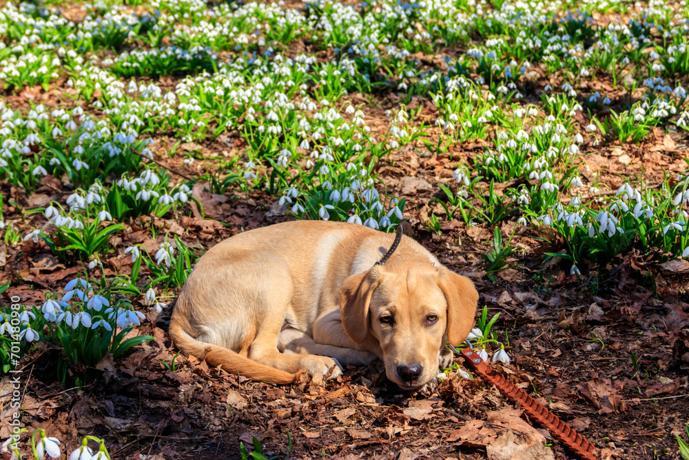 Portrait of labrador retriever puppy surrounded by white snowdrops flowers (Galanthus nivalis) in spring forest