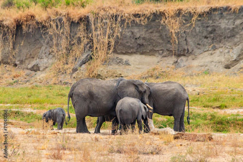 Herd of african elephants in Tarangire National Park, Tanzania