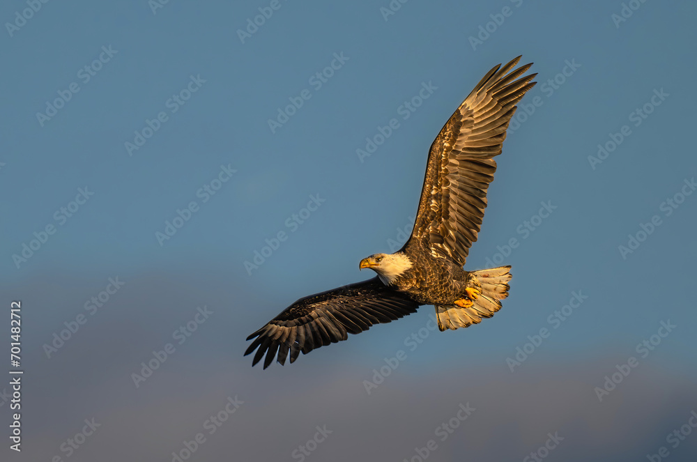 Fototapeta premium Bald Eagle (Haliaeetus leucocephalus) in Flight