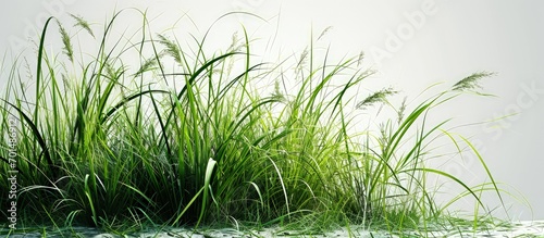 spartina is a taxon of plant of the grass family frequently found in coastal salt marshes. Creative Banner. Copyspace image photo