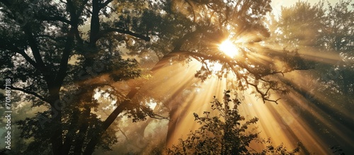 Rays of sun between trees along the road on a foggy morning. Creative Banner. Copyspace image © HN Works