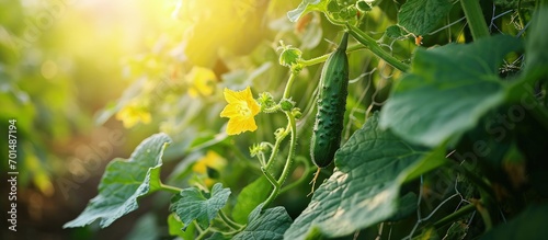 Organic cucumber plant with yellow flowers young cucumber green leaves and creeping vines on the supporting netting with afternoon sunlight in the garden. Creative Banner. Copyspace image