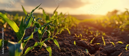 Rows of young corn plants on a fertile field with dark soil Green corn field in the sunset Green corn maize field in early stage. Creative Banner. Copyspace image