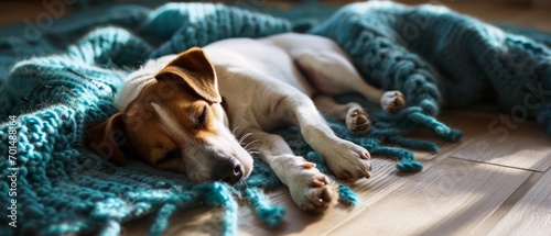 Young Jack Russell Terrier peacefully rests on a turquoise knitted blanket, sprawled on the parquet floor of the living room on a sunny day photo