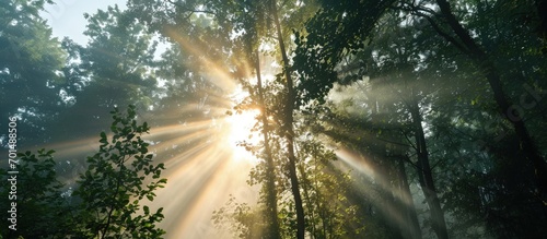Rays of sun between trees along the road on a foggy morning. Creative Banner. Copyspace image
