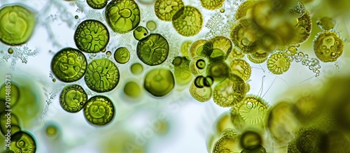 Micrasterias a genus of beautiful green algae from desmid group The species probably Micrasterias apiculata 100x magnification with selective focus. Creative Banner. Copyspace image photo