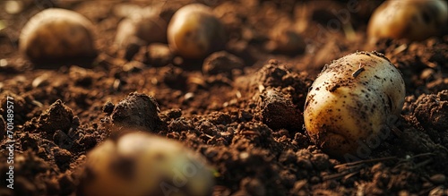 Potato tubers planting into the ground Early spring preparations for the garden season. Creative Banner. Copyspace image