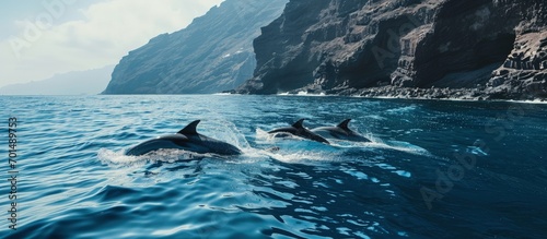 Whale watching with dolphin sighting off the coast of Tenerife. Creative Banner. Copyspace image photo