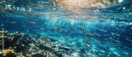 Skin diving with a school of sardines in a shallow water. Creative Banner. Copyspace image