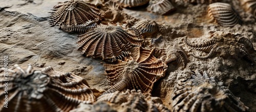 Preserved fossil of Palaeozoic marine crinoids. Creative Banner. Copyspace image photo