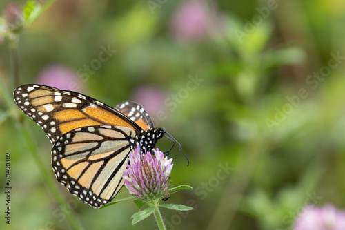 Monarch Butterfly, Danaus plexippus, female, nectaring on red clover, Trifolium pratense